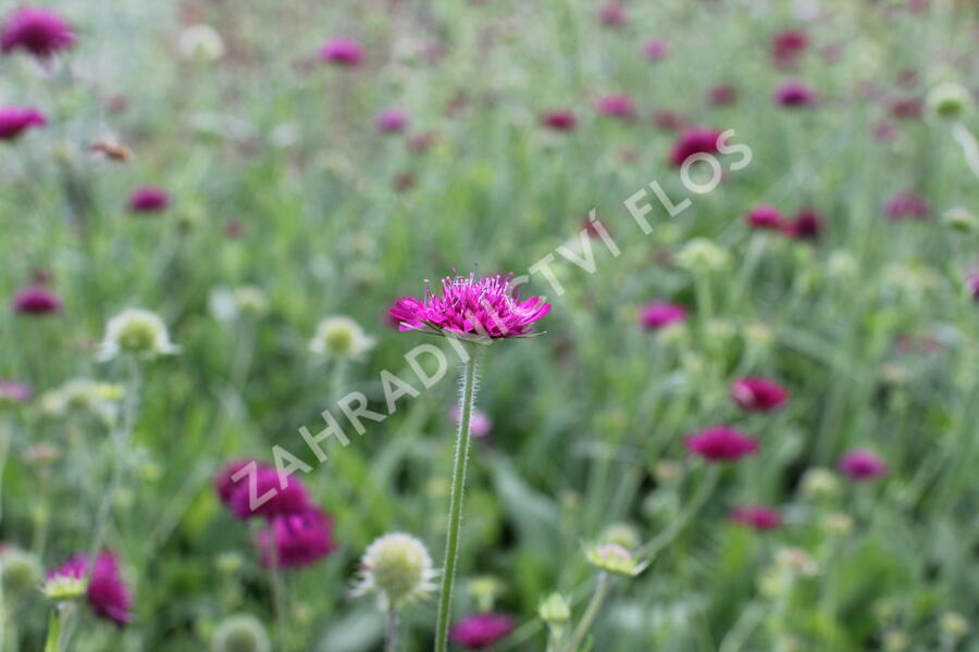 Trvalkový záhon na slunce Horké léto - Horké léto