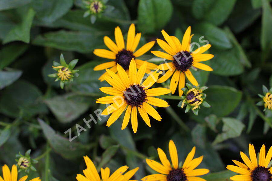 Trvalkový záhon na slunce Horké léto - Horké léto