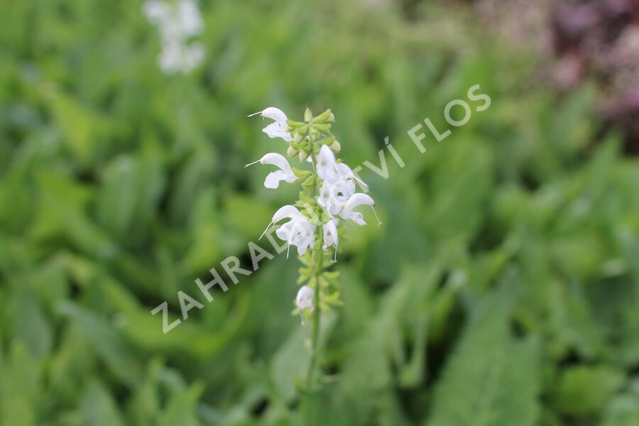 Trvalkový záhon na slunce Horké léto - Horké léto