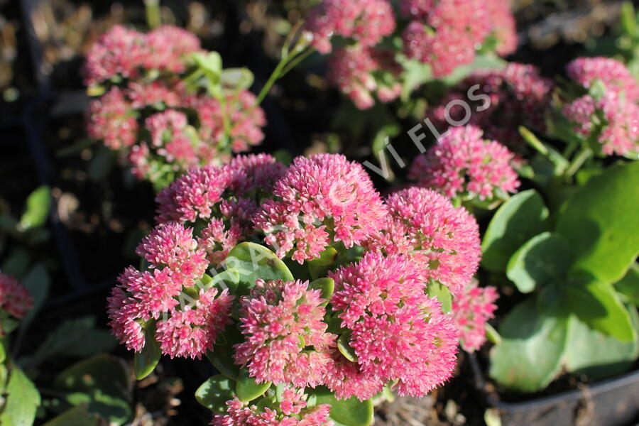 Trvalkový záhon na slunce Horké léto - Horké léto