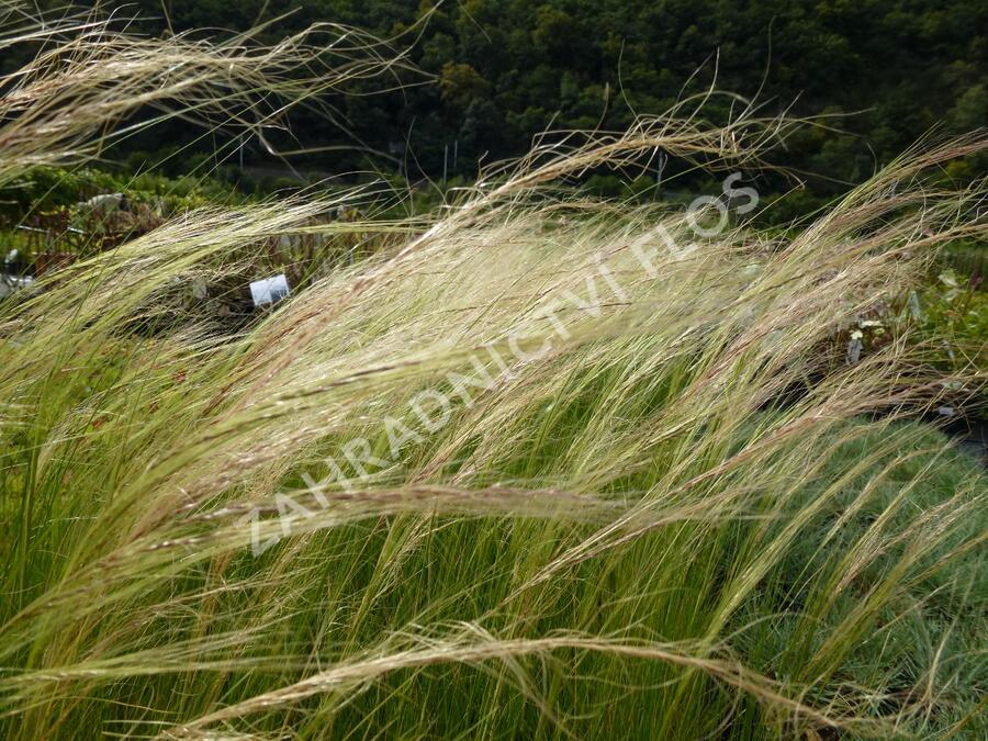 Trvalkový záhon na slunce Horké léto - Horké léto
