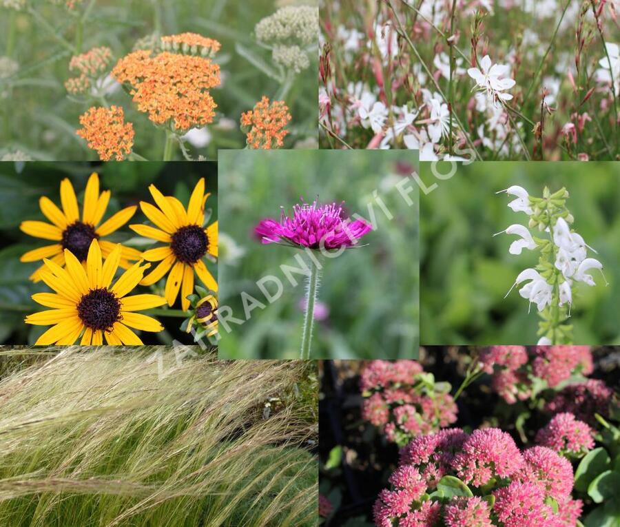 Trvalkový záhon na slunce Horké léto - Horké léto