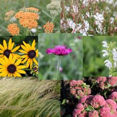 Trvalkový záhon na slunce Horké léto - Horké léto