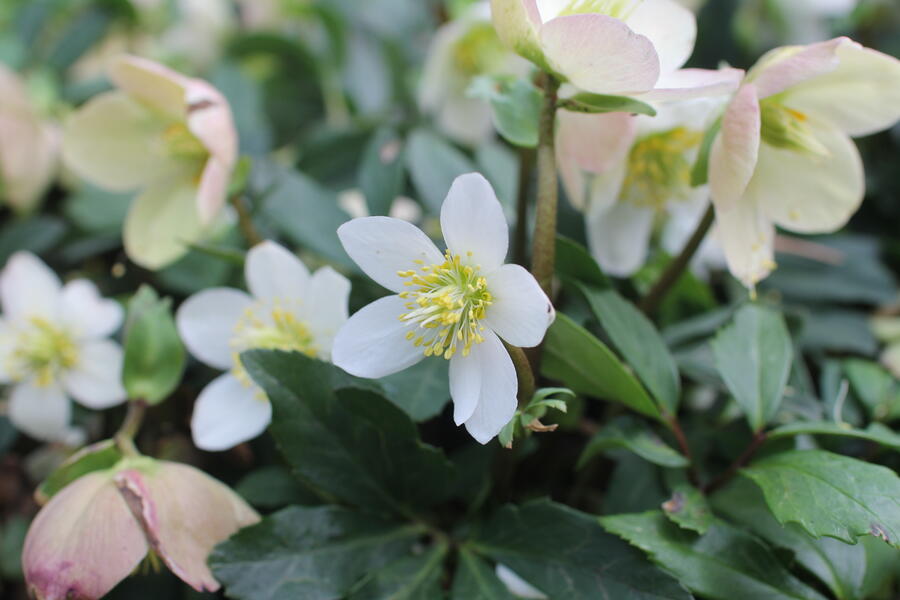 Trvalkový záhon do stínu Stinný klid - Stinný klid
