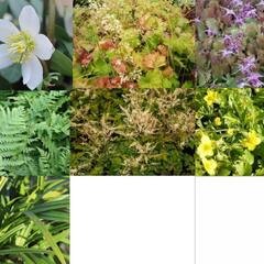 Trvalkový záhon do stínu Stinný klid - Stinný klid