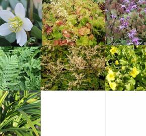 Trvalkový záhon do stínu Stinný klid - Stinný klid