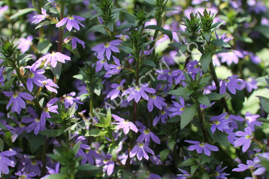 Vějířovka nezlomná 'Blue Laguna' - Scaevola aemula 'Blue Laguna'