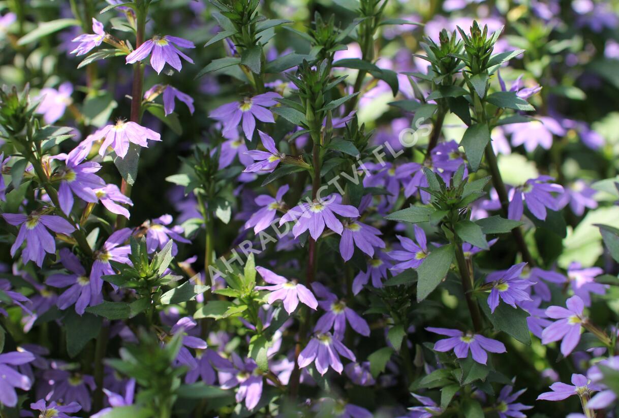 Vějířovka nezlomná 'Blue Laguna' - Scaevola aemula 'Blue Laguna'
