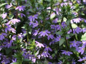 Vějířovka nezlomná 'Blue Laguna' - Scaevola aemula 'Blue Laguna'