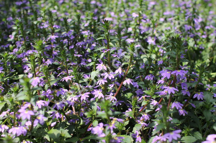 Vějířovka nezlomná 'Blue Laguna' - Scaevola aemula 'Blue Laguna'