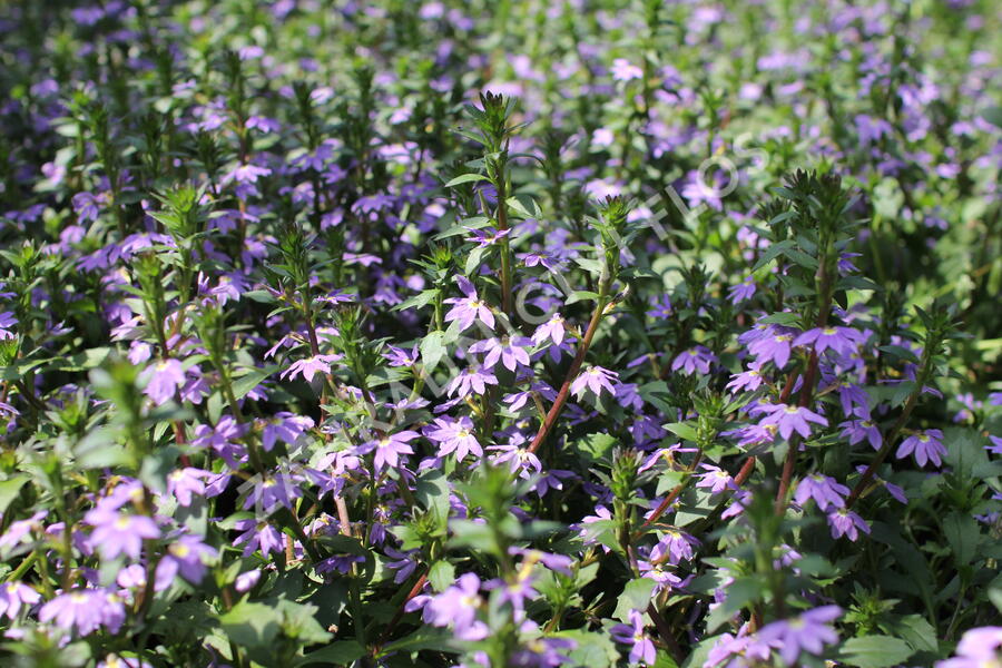 Vějířovka nezlomná 'Blue Laguna' - Scaevola aemula 'Blue Laguna'