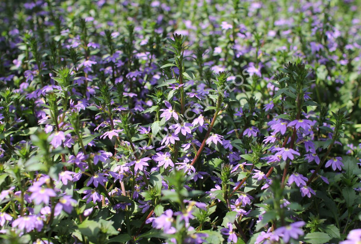 Vějířovka nezlomná 'Blue Laguna' - Scaevola aemula 'Blue Laguna'