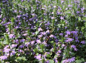 Vějířovka nezlomná 'Blue Laguna' - Scaevola aemula 'Blue Laguna'