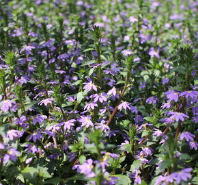 Vějířovka nezlomná 'Blue Laguna' - Scaevola aemula 'Blue Laguna'