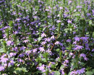 Vějířovka nezlomná 'Blue Laguna'