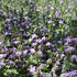Scaevola aemula 'Blue Laguna'.JPG