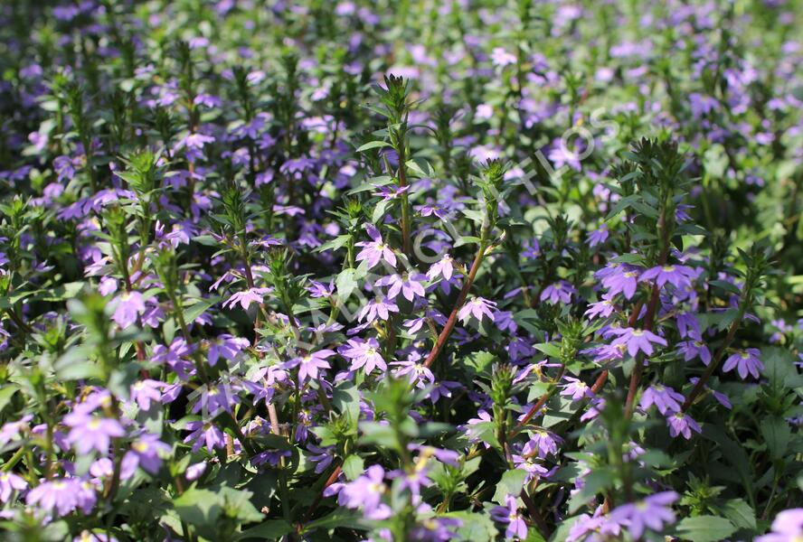 Vějířovka nezlomná 'Blue Laguna' - Scaevola aemula 'Blue Laguna'