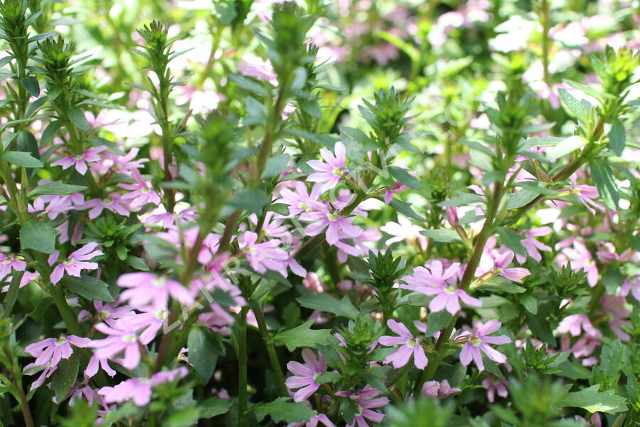 Vějířovka nezlomná 'Pink Blessing' - Scaevola aemula 'Pink Blessing'