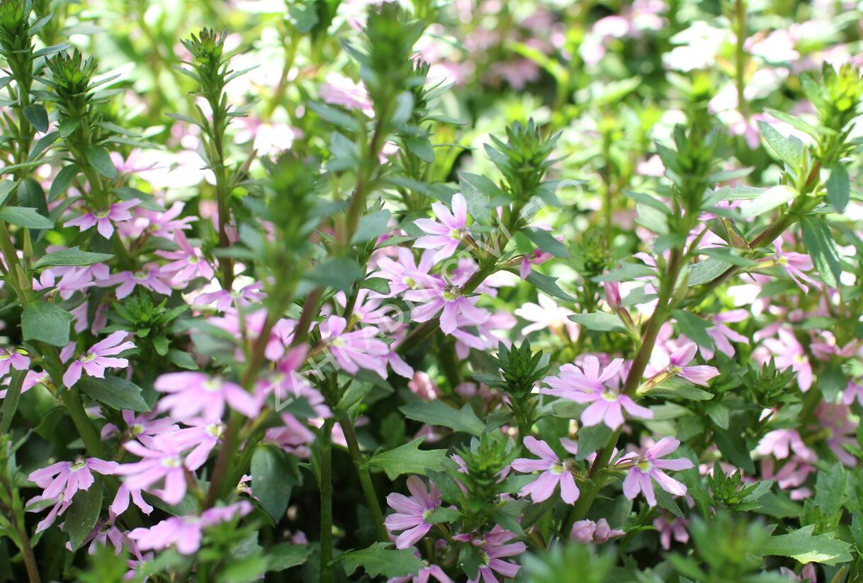 Vějířovka nezlomná 'Pink Blessing' - Scaevola aemula 'Pink Blessing'