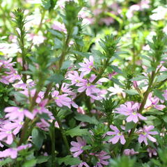Vějířovka nezlomná 'Pink Blessing' - Scaevola aemula 'Pink Blessing'