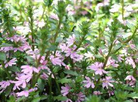 Vějířovka nezlomná 'Pink Blessing' - Scaevola aemula 'Pink Blessing'