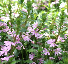 Vějířovka nezlomná 'Pink Blessing' - Scaevola aemula 'Pink Blessing'
