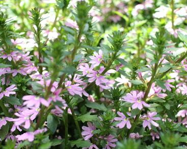 Vějířovka nezlomná 'Pink Blessing'