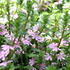 Scaevola aemula 'Pink Blessing'.JPG