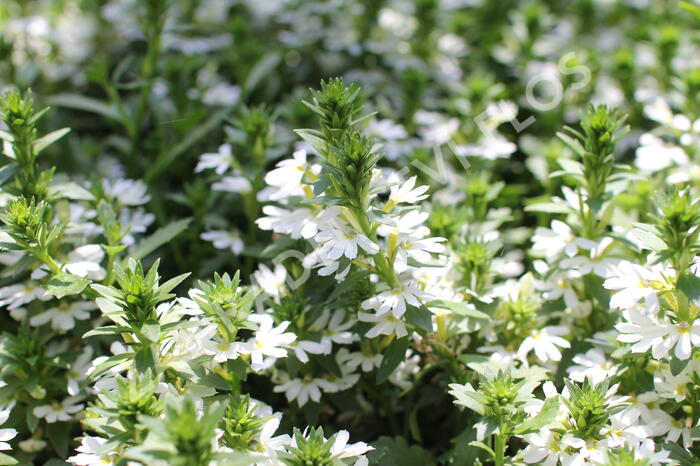 Vějířovka nezlomná 'White Touch' - Scaevola aemula 'White Touch'