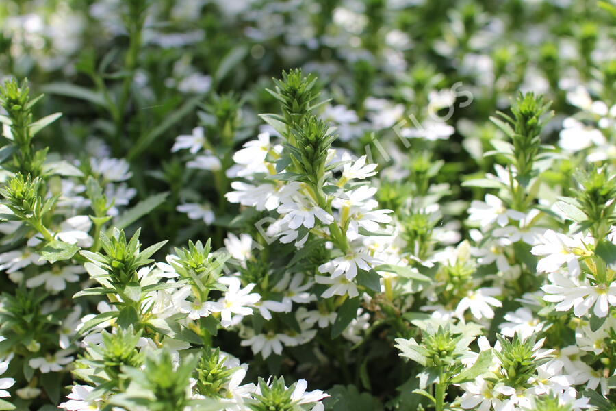 Vějířovka nezlomná 'White Touch' - Scaevola aemula 'White Touch'