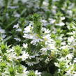 Vějířovka nezlomná 'White Touch' - Scaevola aemula 'White Touch'