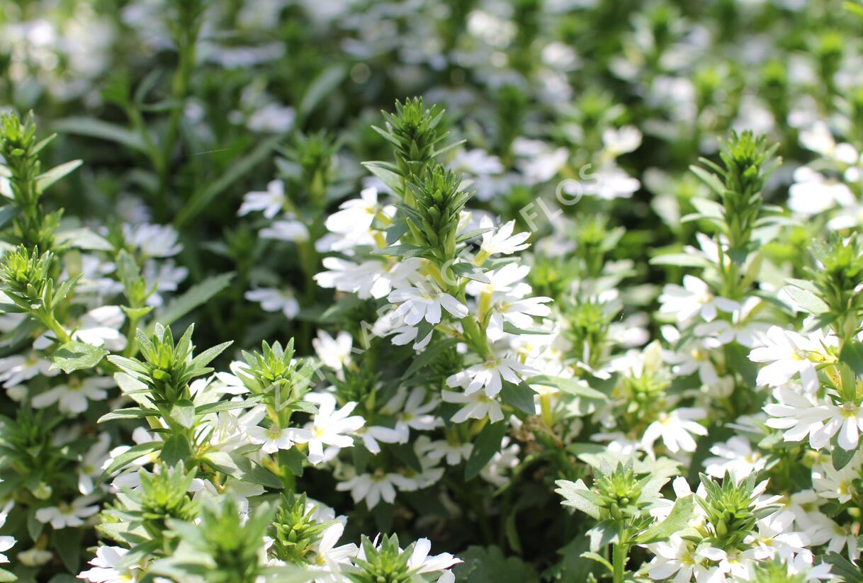 Vějířovka nezlomná 'Touch White' - Scaevola aemula 'Touch White'