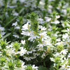 Vějířovka nezlomná 'White Touch' - Scaevola aemula 'White Touch'