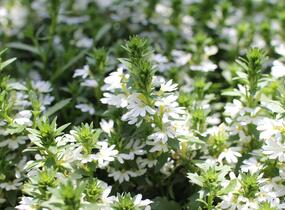 Vějířovka nezlomná 'Touch White' - Scaevola aemula 'Touch White'