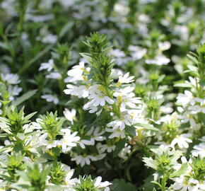 Vějířovka nezlomná 'White Touch' - Scaevola aemula 'White Touch'