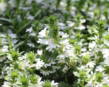 Vějířovka nezlomná 'Touch White'