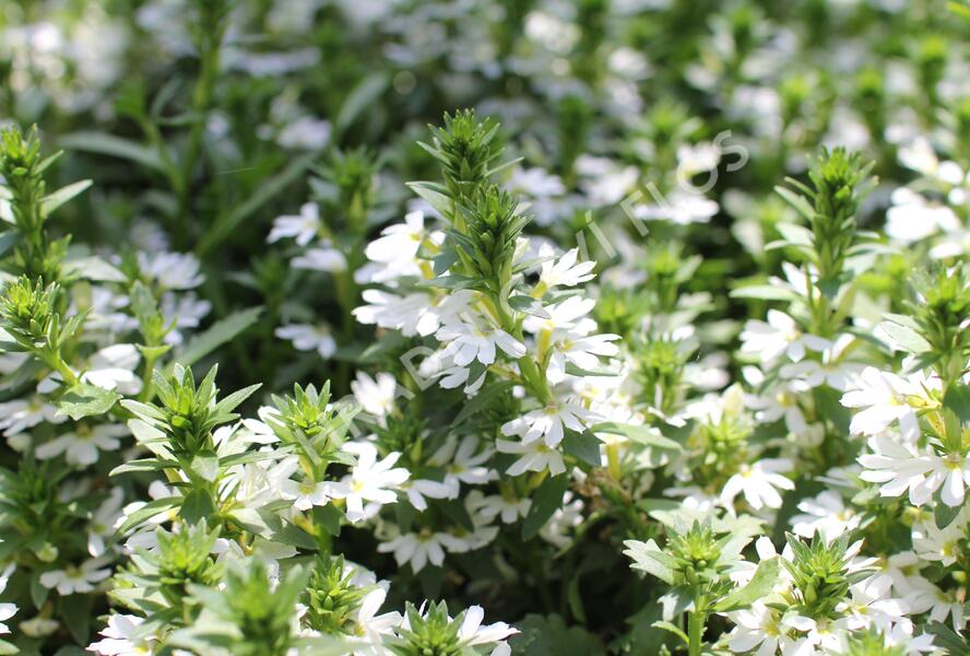 Vějířovka nezlomná 'Touch White' - Scaevola aemula 'Touch White'