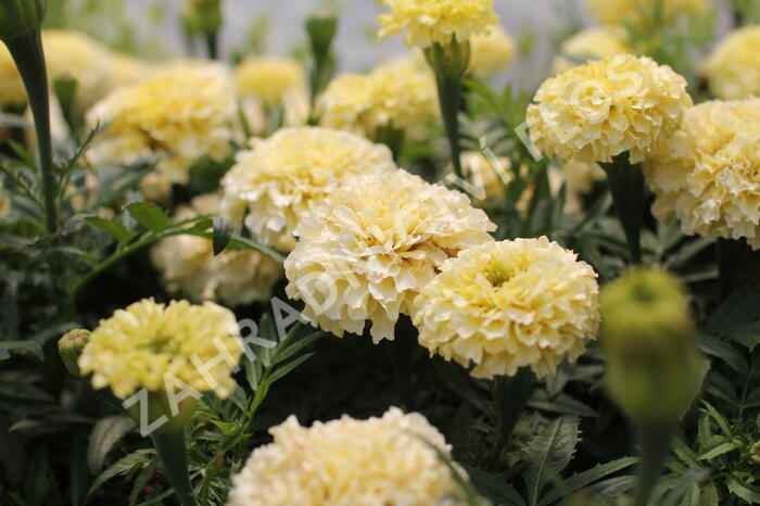 Aksamitník vzpřímený 'Helada Vanilla' - Tagetes erecta 'Helada Vanilla'