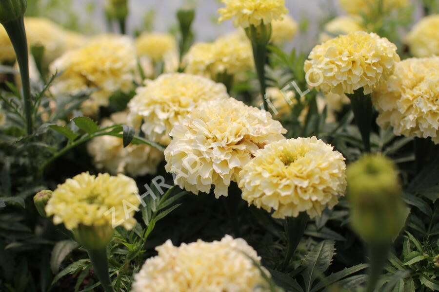 Aksamitník vzpřímený 'Helada Vanilla' - Tagetes erecta 'Helada Vanilla'