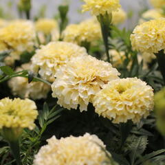 Aksamitník vzpřímený 'Helada Vanilla' - Tagetes erecta 'Helada Vanilla'