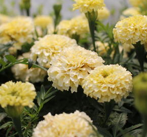Aksamitník vzpřímený 'Helada Vanilla' - Tagetes erecta 'Helada Vanilla'