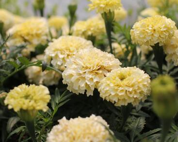 Aksamitník vzpřímený 'Helada Vanilla'