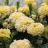 Tagetes erecta 'Helada Vanilla'_01.JPG
