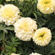 Aksamitník vzpřímený 'Helada Vanilla' - Tagetes erecta 'Helada Vanilla'
