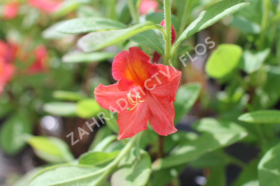 Azalka 'Juanita' - Azalea (KH) 'Juanita'