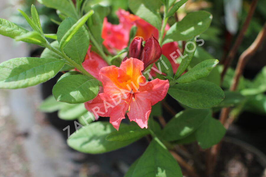 Azalka 'Juanita' - Azalea (KH) 'Juanita'