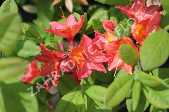 Azalka 'Juanita' - Azalea (KH) 'Juanita'