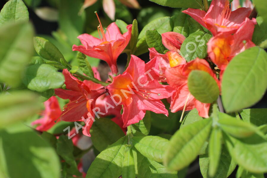 Azalka 'Juanita' - Azalea (KH) 'Juanita'