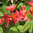 Azalka 'Juanita' - Azalea (KH) 'Juanita'
