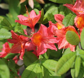 Azalka 'Juanita' - Azalea (KH) 'Juanita'